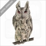 Japanese Scops Owl stock image
