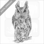 Japanese Scops Owl