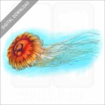 Japanese Sea Nettle stock image