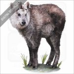 Japanese Serow stock illustration
