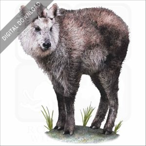 Japanese Serow stock illustration