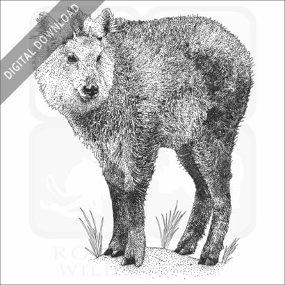 Japanese Serow