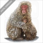 Japanese Snow Monkeys stock image