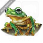 Javan Gliding Frog stock image