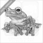Javan Gliding Frog