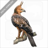 Javan Hawk Eagle stock image