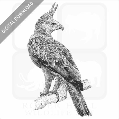 Javan Hawk Eagle
