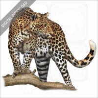 Javan Leopard stock image
