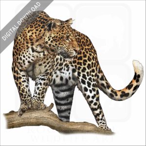 Javan Leopard stock image