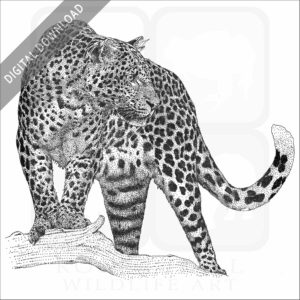 Javan Leopard