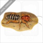 Jerusalem Cricket stock image