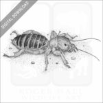 Jerusalem Cricket