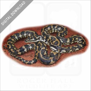 Jungle Carpet Python stock image