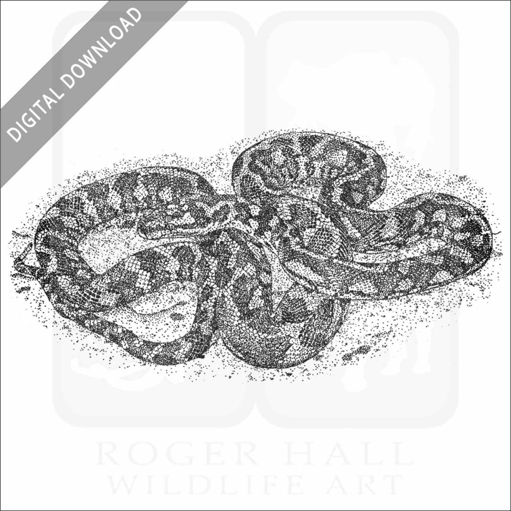 Stock Art Drawing of a Jungle Carpet Python inkart