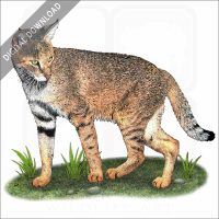 Jungle Cat stock image