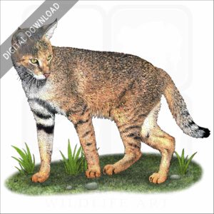Jungle Cat stock image