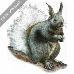 Kaibab Squirrel stock image