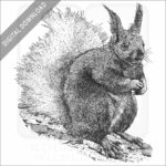 Kaibab Squirrel