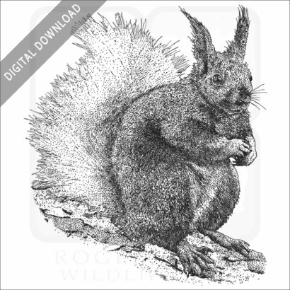 Kaibab Squirrel