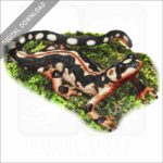 Kaiser's Spotted Newt stock image