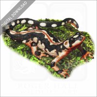 Kaiser's Spotted Newt stock image