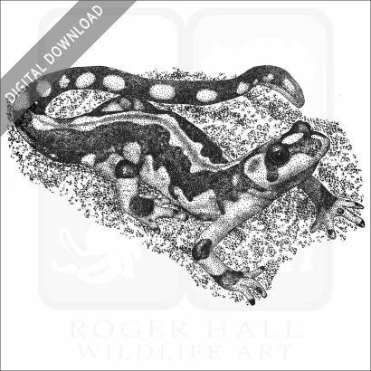 Kaiser's Spotted Newt (Neurergus kaiseri.)