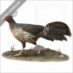Kalij Pheasant stock image