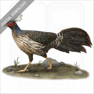 Kalij Pheasant stock image