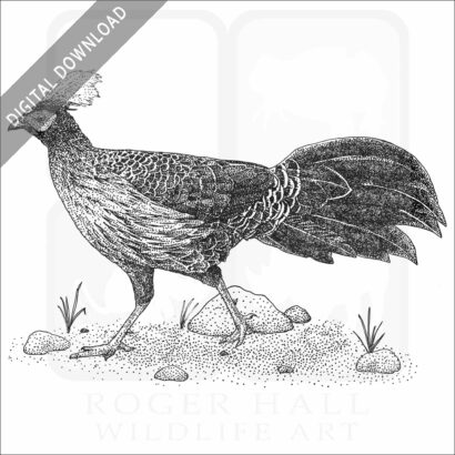 Kalij Pheasant