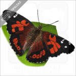 Kamehameha Butterfly stock image