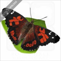 Kamehameha Butterfly stock image