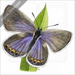 Karner Blue Butterfly stock image