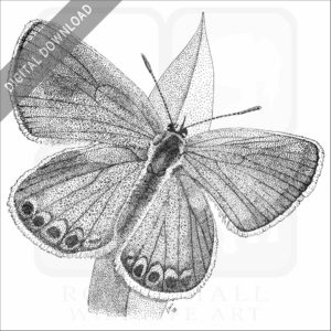 Karner Blue Butterfly