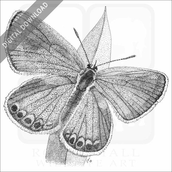 Karner Blue Butterfly