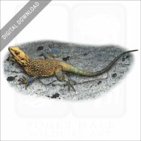 Kashmir Rock Agama stock image