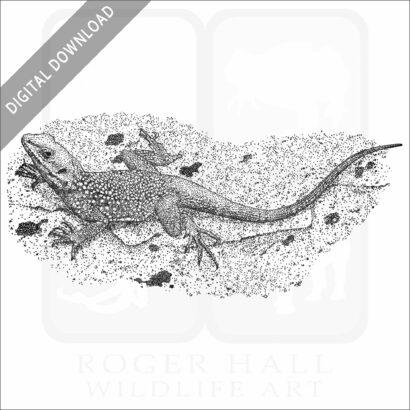 Kashmir Rock Agama