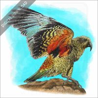 Kea stock image