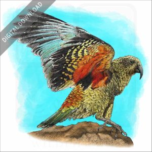 Kea stock image