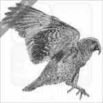 Kea