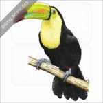 Keel-Billed Toucan stock image