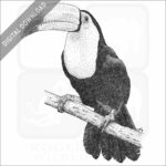 Keel-Billed Toucan
