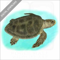 Kemp's Ridley Sea Turtle stock image