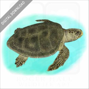 Kemp's Ridley Sea Turtle stock image