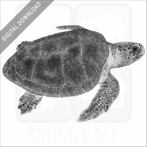 Kemp's Ridley Sea Turtle