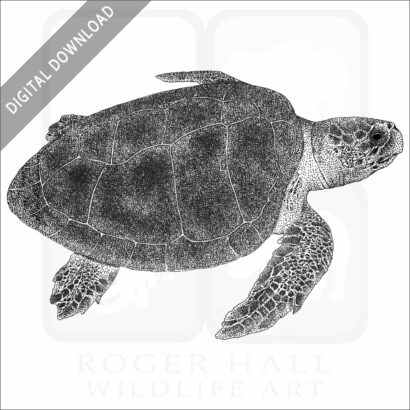 Kemp's Ridley Sea Turtle