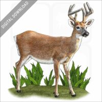 Key Deer stock image