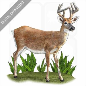Key Deer stock image