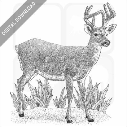 Key Deer
