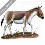 Kiang or Wild Ass stock image