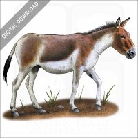 Kiang or Wild Ass stock image